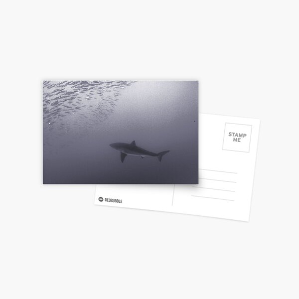 Deep Great White Postcard