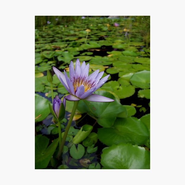 Blue Photographic Print