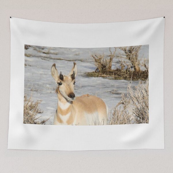 Item preview, Young Pronghorn Buck Animal Portrait In The Wild designed and sold by FreelanceJim.