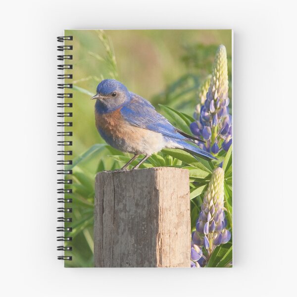 Item preview, Western Bluebird designed and sold by Alison Meyer Photography.