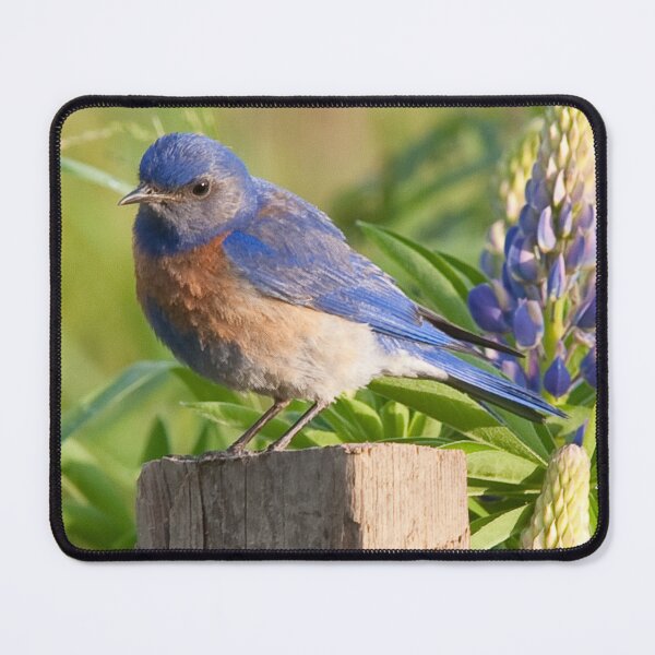 Item preview, Western Bluebird designed and sold by Alison Meyer Photography.