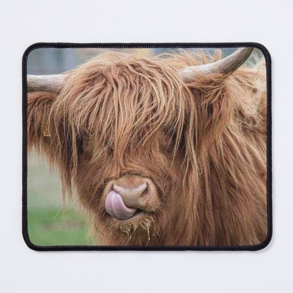 Item preview, Scottish highland photography : Highland coo designed and sold by Justeecat.