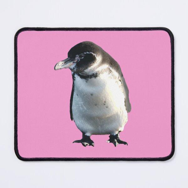 Artikelvorschau, Cute Galapagos Penguin checks you out (Pink #F699CD background) entworfen und verkauft von SBPenguins.