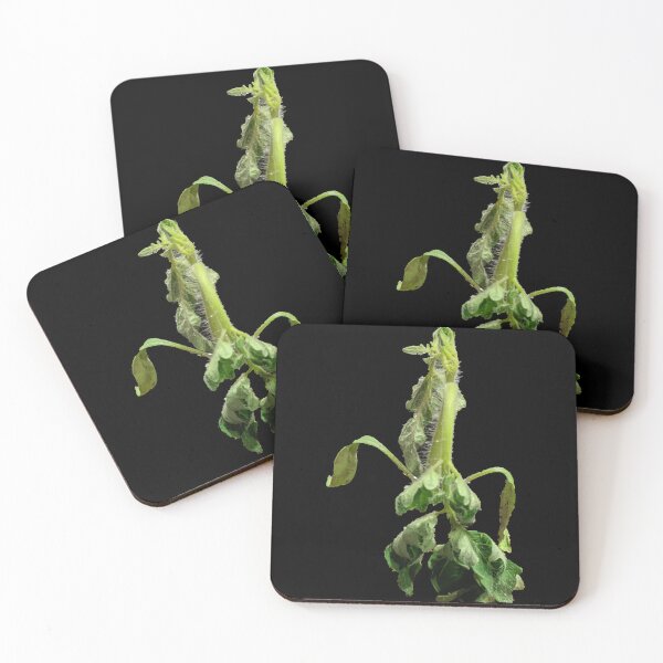Item preview, Wilted Tomato Plant (Ralstonia wilt disease) designed and sold by Tiffany M Lowe-Power.