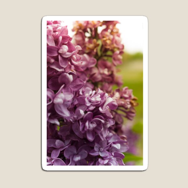 Lilac Bush Magnet