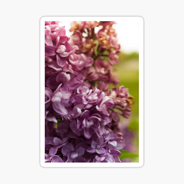 Lilac Bush Sticker