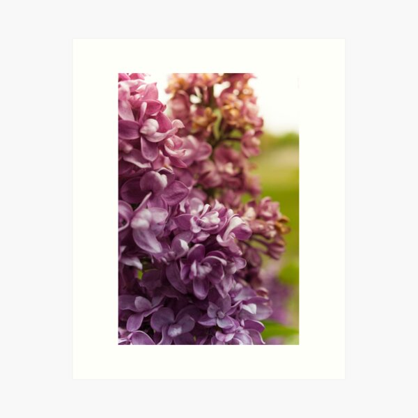 Lilac Bush Art Print
