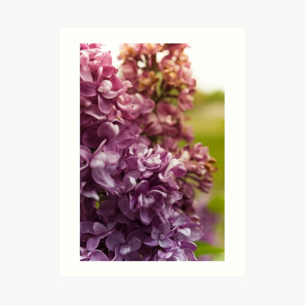 Lilac Bush Art Print
