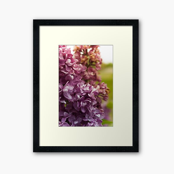 Lilac Bush Framed Art Print