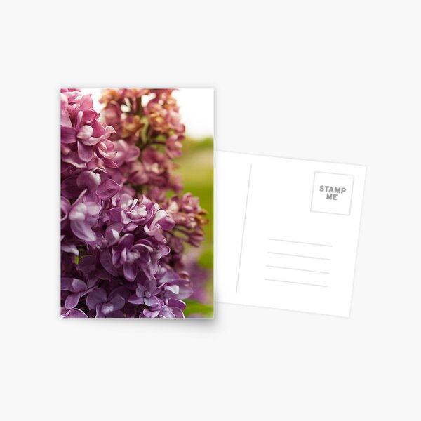 Lilac Bush Postcard