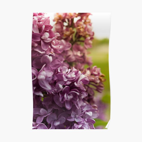Lilac Bush Poster