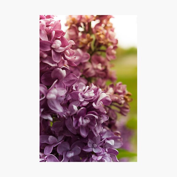Lilac Bush Photographic Print
