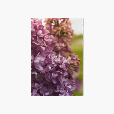 Lilac Bush Art Board Print