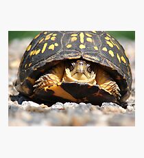 Box Turtle Photographic Print