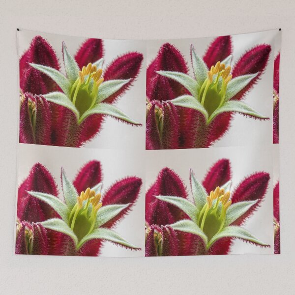 Item preview, Kangaroo Paw - Single Flower designed and sold by DPalmer.
