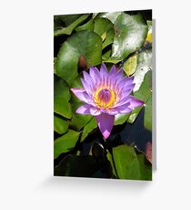 Water Lily Grußkarte