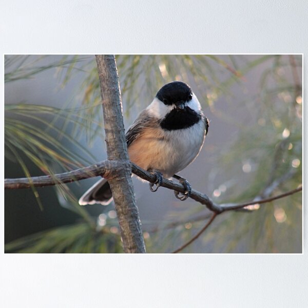 Aperçu de l'œuvre Chickadee créée et vendue par Linda Crockett.