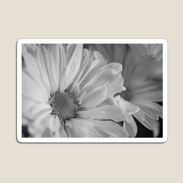 Black & White Daisies Magnet