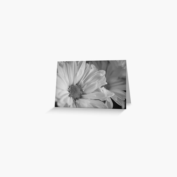 Black & White Daisies Greeting Card
