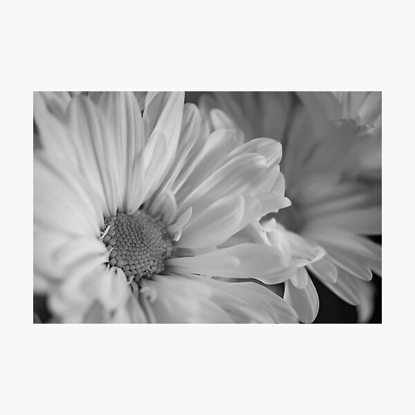 Black & White Daisies Photographic Print
