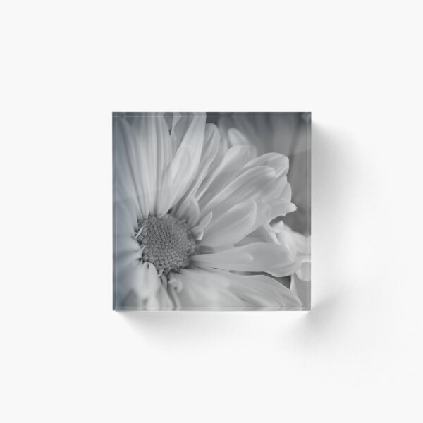 Black & White Daisies Acrylic Block