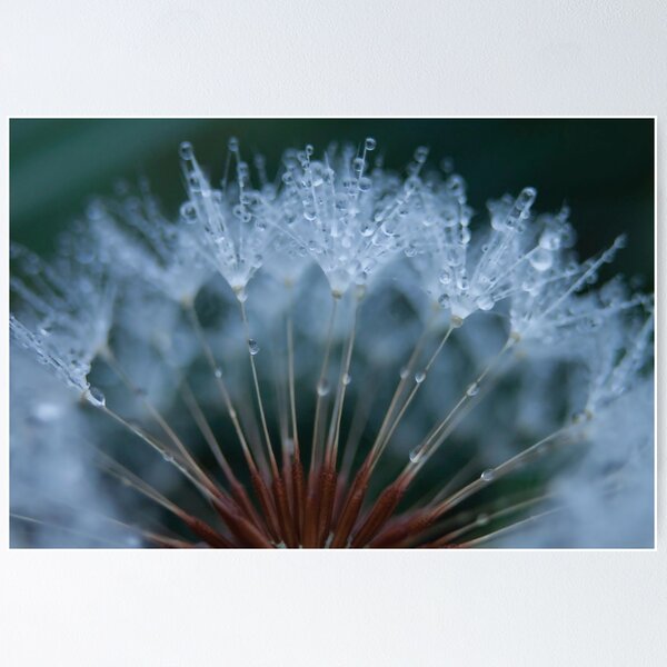 Item preview, Raindrops on Dandelion 1/4 designed and sold by BugCreative.