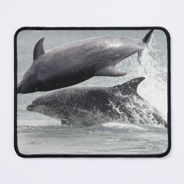 Item preview, double trouble breaching dolphin designed and sold by chanonry.
