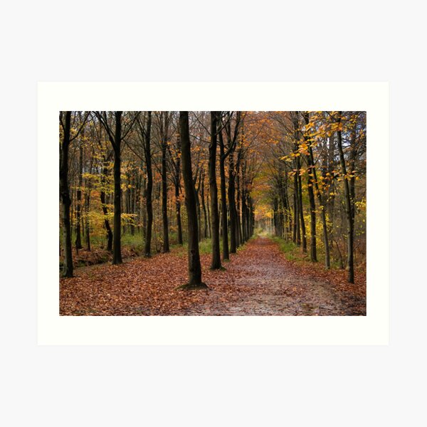 Rows Art Print