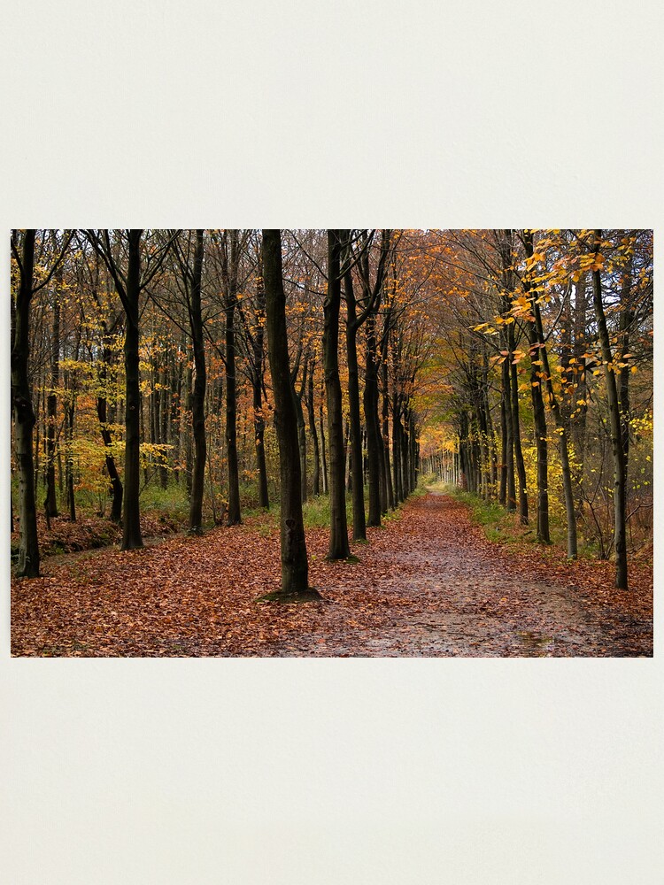 Alternate view of Rows Photographic Print