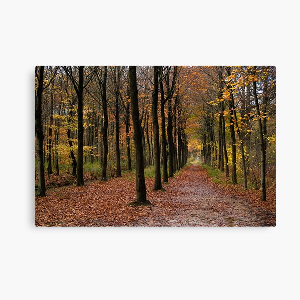 Rows Canvas Print