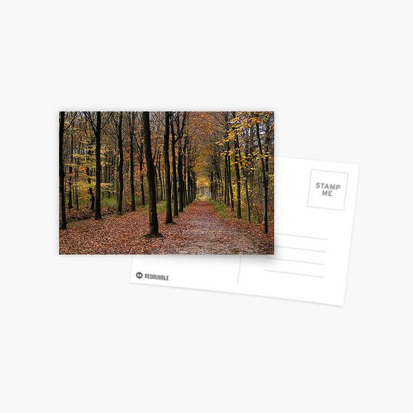 Rows Postcard