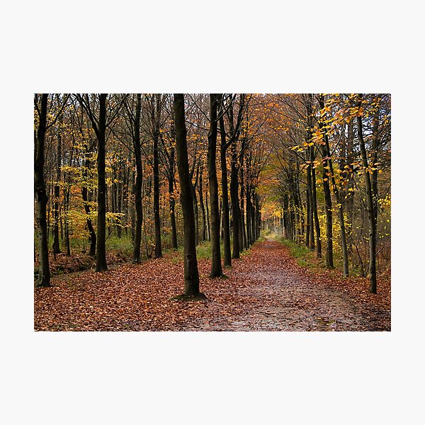 Rows Photographic Print