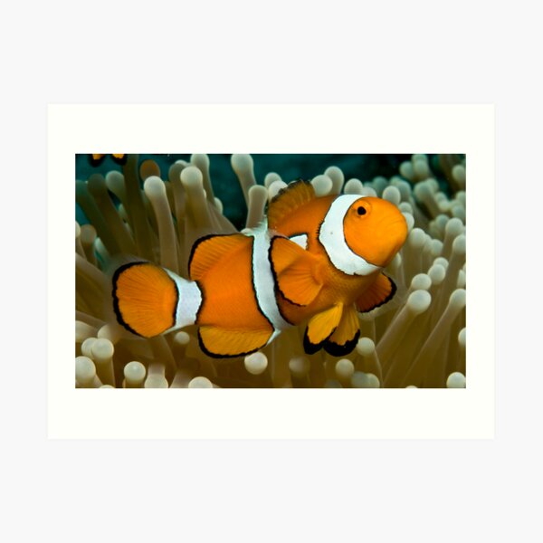 Clown Anemone Art Print