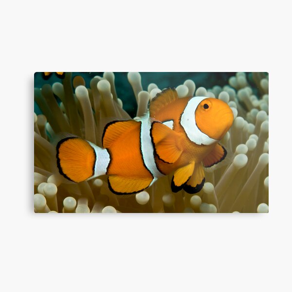 Clown Anemone Metal Print