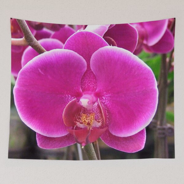 Item preview, Pink orchid - Hong Kong designed and sold by Kerry LeBoutillier.