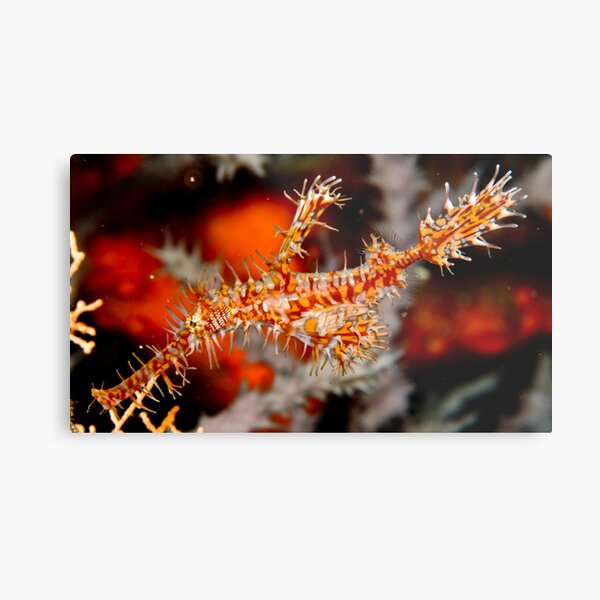 Ornate Ghost Pipe Fish Metal Print