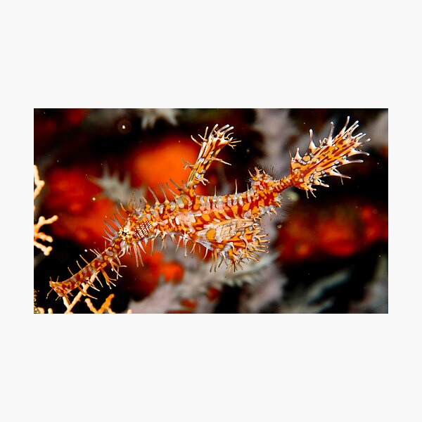 Ornate Ghost Pipe Fish Photographic Print