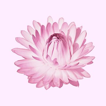 Strawflower, Vintage White