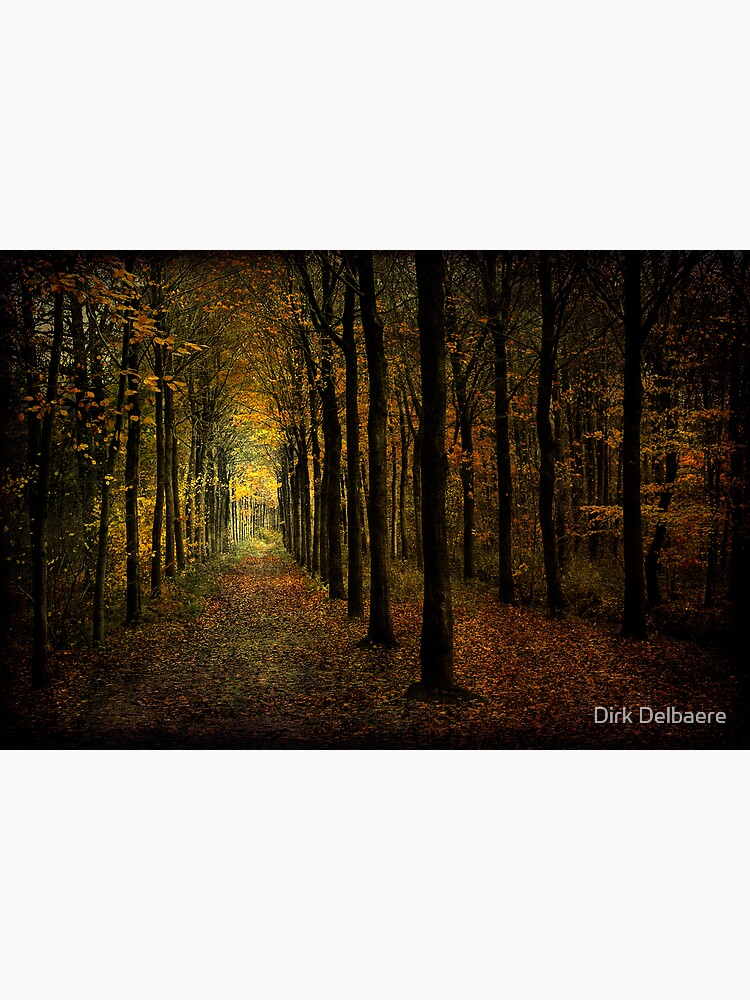 Woodland, light by Delbaere