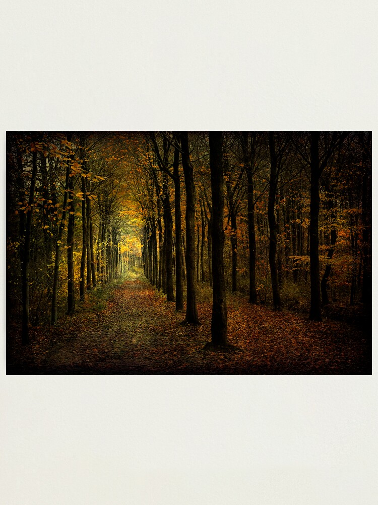 Alternate view of Woodland, light Photographic Print