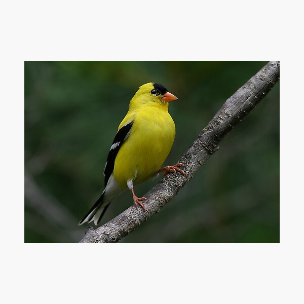 Item preview, Male Yellow Finch designed and sold by Jim Davis.