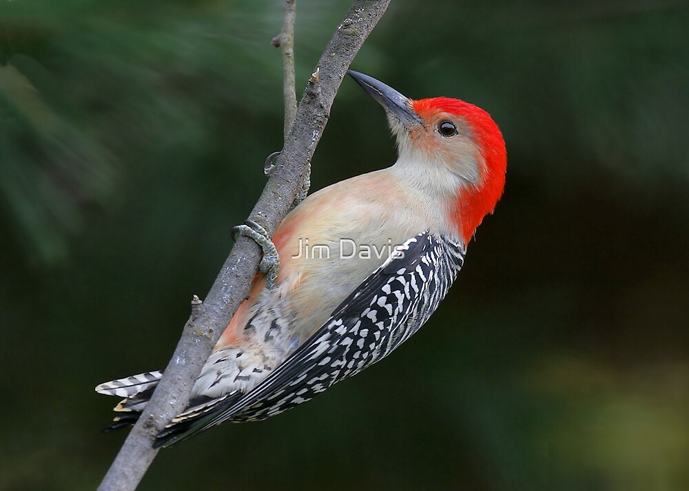 "Male Red Bellied Woodpecker" by Jim Davis  Redbubble
