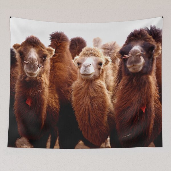 Item preview, ANIMALS #106 - Three Furry Camels designed and sold by DEL-Productions.