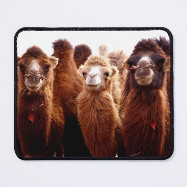 Item preview, ANIMALS #106 - Three Furry Camels designed and sold by DEL-Productions.