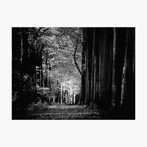 Light in woods b&w Photographic Print