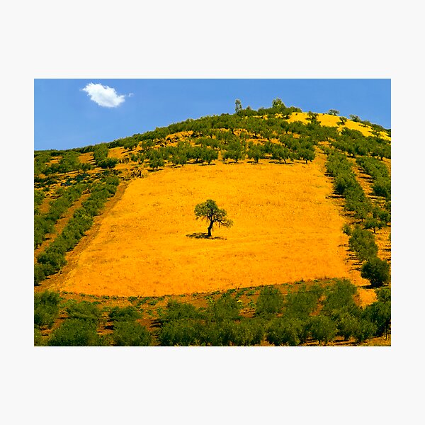 Squared tree Photographic Print