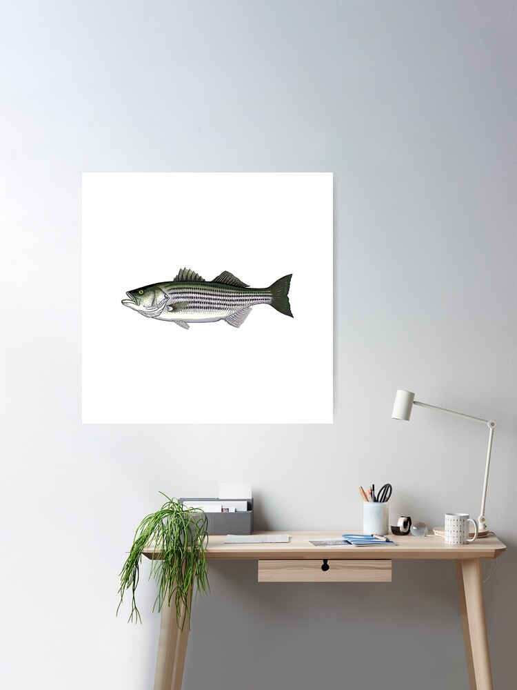 Striped Bass Cartoon Poster for Sale by LightningJelly