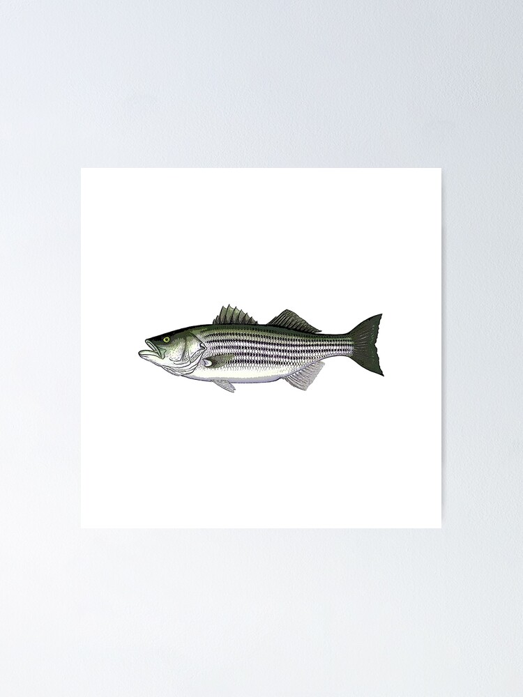 Striped Bass Good Day Fishing | Poster