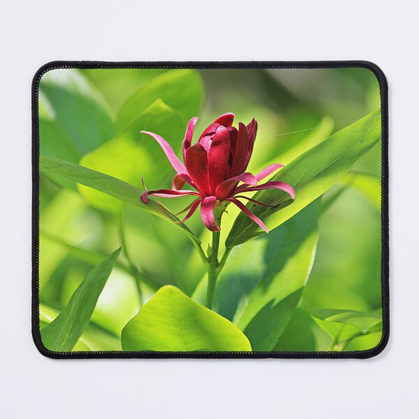 Item preview, Western Spice Bush Flower designed and sold by Martha Sherman.