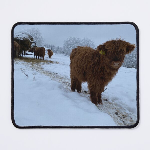 Item preview, Scottish Highland Cattle Calf 4202 designed and sold by SaarelaHighland.